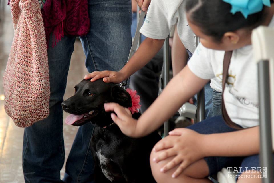 TFotoperiodismo's tweet photo. 🐶 #CHARLASTF | ¡Gracias al Santuario de Animales San Francisco de Asís  por orientar a los chicos de #Canóvanas! https://t.co/NtTOZmF3MA