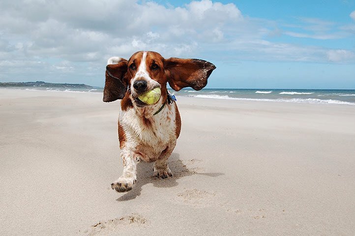 Tin_C_Astro's tweet photo. Lunes como estos no deberían acabarse ¡Feliz día! ☀️🌴 #just4petsrd #dogs #basehound #caribbean #dogslover #dogs #be… https://t.co/ZXaKnu0B1L
