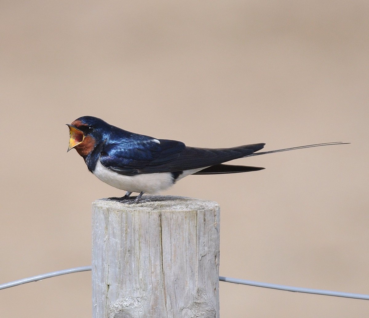 wildlife_news's tweet photo. RT @AlanBaldry14: @wildlife_uk One of the swallows that have arrived in Suffolk for the summer. https://t.co/jiR7Fkgm6y