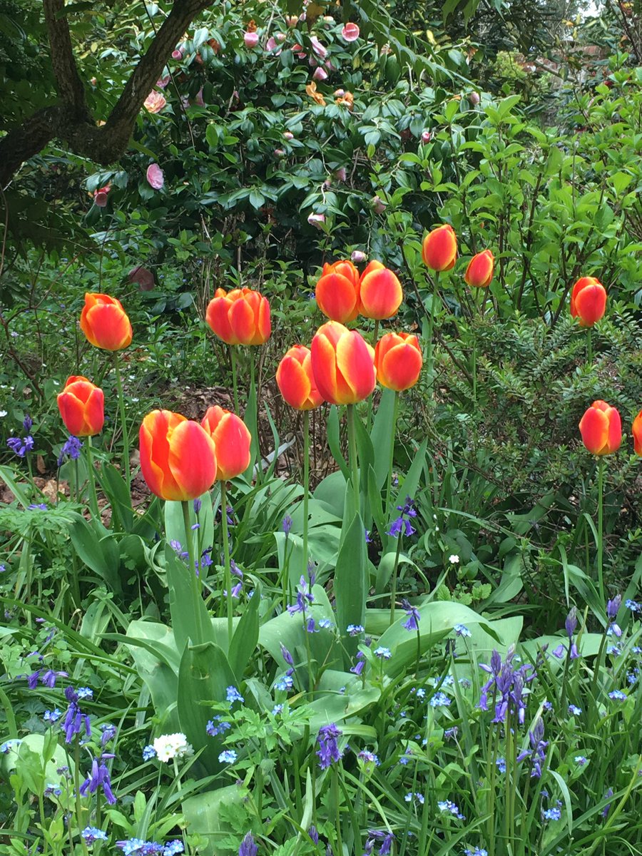 KF_TimHarriss's tweet photo. Beautiful gardens at Malthouse #Chithurst @SussexWestNGS @NGSOpenGardens @RogateVillage https://t.co/3BG2LlYa9i