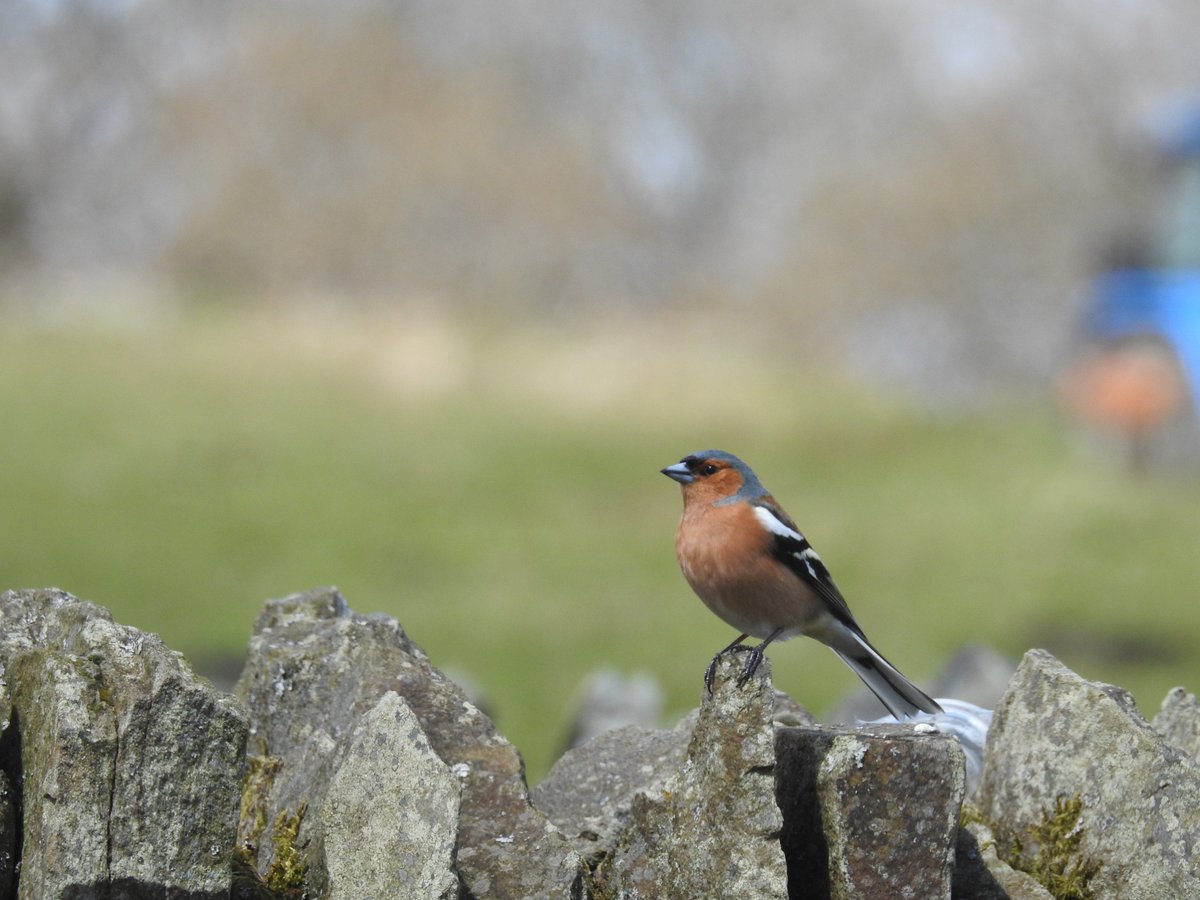 bailsalexps's tweet photo. on the farm #naturalflyer https://t.co/A0o5Pz0GKZ