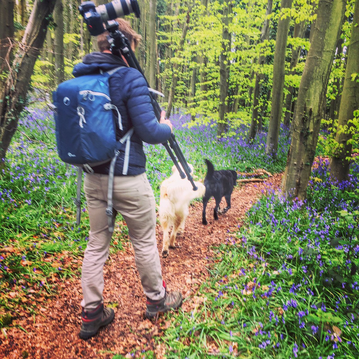 Bank holiday bluebell hunting #IsleofWight