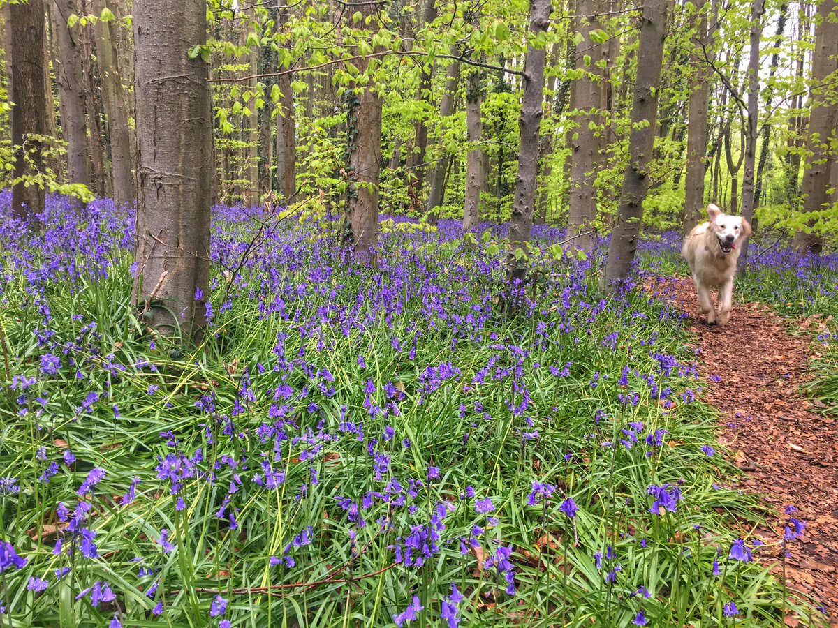 GabbySouthwell's tweet photo. Bank holiday bluebell hunting #IsleofWight https://t.co/pncaocEk7b