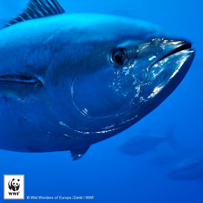 WWF's tweet photo. Camouflage artists? #Tuna! Their silver-white bellies &amp; dark blue backs blend in w/ the ocean. #WorldTunaDay https://t.co/W4TBxhteVM