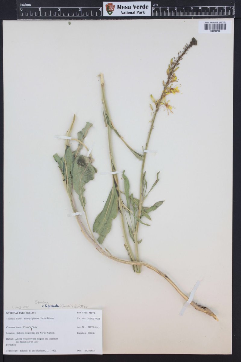 ColoradoNPS's tweet photo. #BotanicMonday: Pressed sample #ColoradoNativePlant prince's plume, #Stanleya pinnata, by #MesaVerde National Park. https://t.co/eLOPvdw1SQ