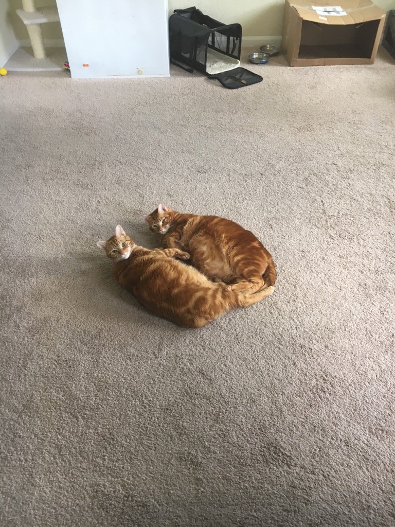 gbastian's tweet photo. Doc & Marty. #nerdCats https://t.co/tMcwOKh6jK
