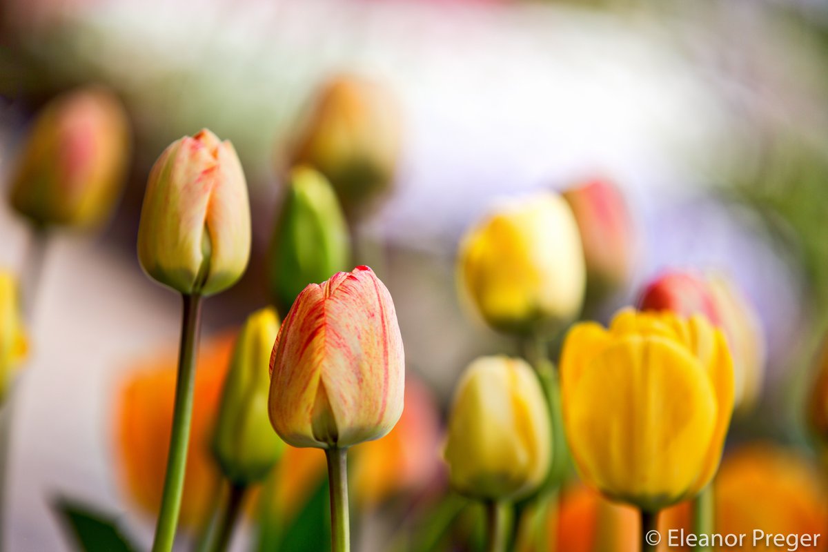 eleanorpreger's tweet image. #laketahoe #tulipsinspring @rgj @yourtake @iLikePics_Daily @BEAUTIFULPLCS #spring #blossoms #Flowers #mist