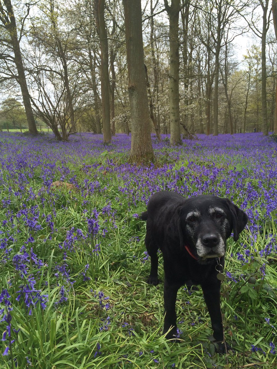 #bankholidaymonday walk in the bluebells with my dog