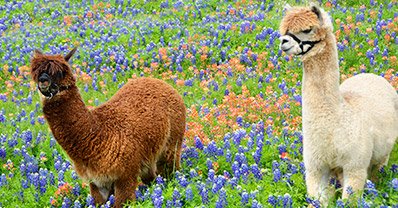 visitbastrop's tweet photo. This month we're featuring #Alpaca facts in honor of our furry friends who live at the @hyattlostpines! https://t.co/QO1UyXoNgp