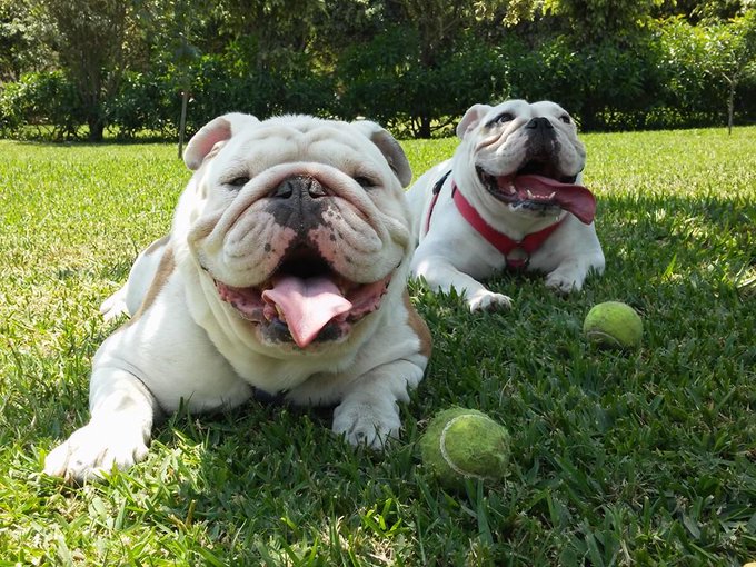 bulldog inglês andando de skate