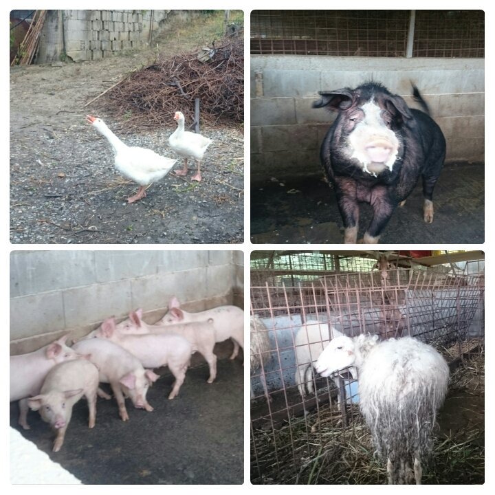 justSLF's tweet photo. #nellavecchiafattoria 🐷🐏🐖 https://t.co/r7K9CtE6gk