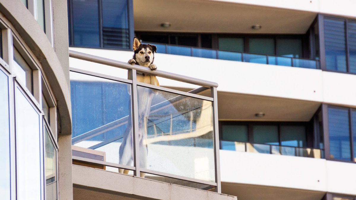 nwinograd's tweet photo. It's time to protect renters with companion animals: https://t.co/nzktaVlAak https://t.co/B39RirPdtE