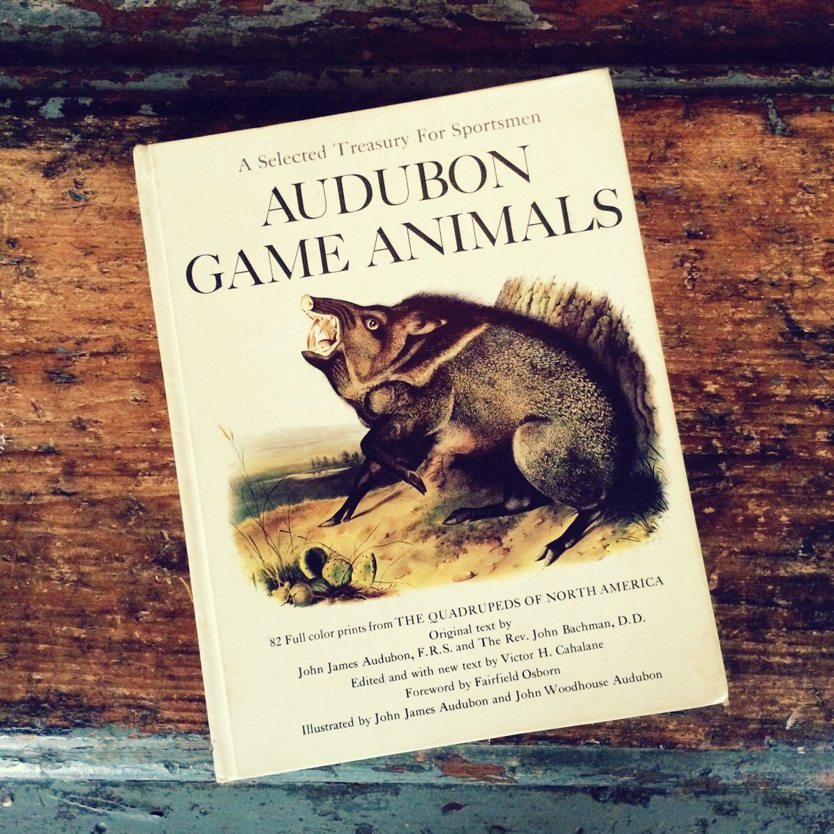 RootsDigital's tweet photo. Saved from dump! AUDUBON GAME ANIMALS: A SELECTED TREASURY FOR SPORTSMEN. More—> https://t.co/8jNSCkBooX #dumpfind https://t.co/pDeo6MLvnu