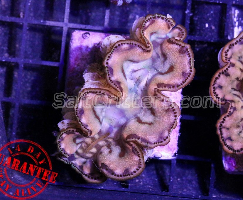 CPI__'s tweet photo. Triadacna Clams starting at $39.99 🔥🔥🔥 Get yours before we run out! https://t.co/lM5YzrgOOR