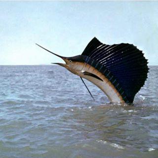 MythicFishing's tweet photo. Woah! #fishing #fishingofinstagram #hooked https://t.co/vX2B12kB4B