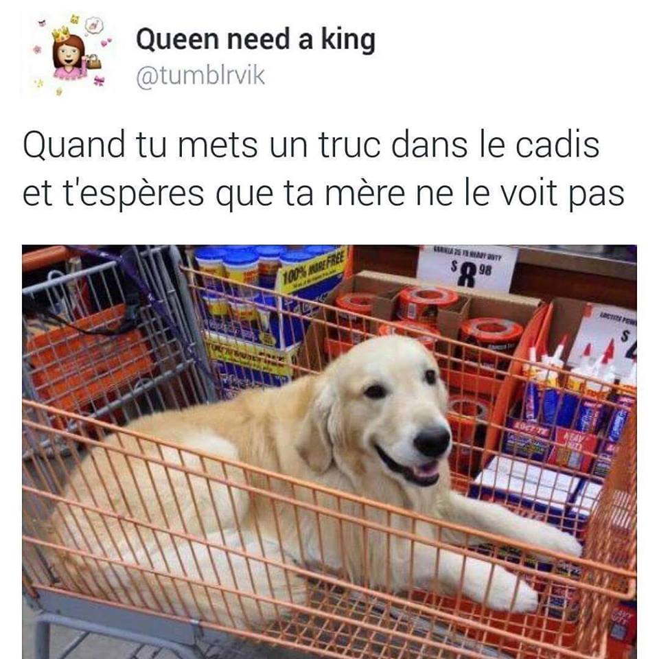 Obti02's tweet photo. #GoldenRetriever https://t.co/dptUfypkSw