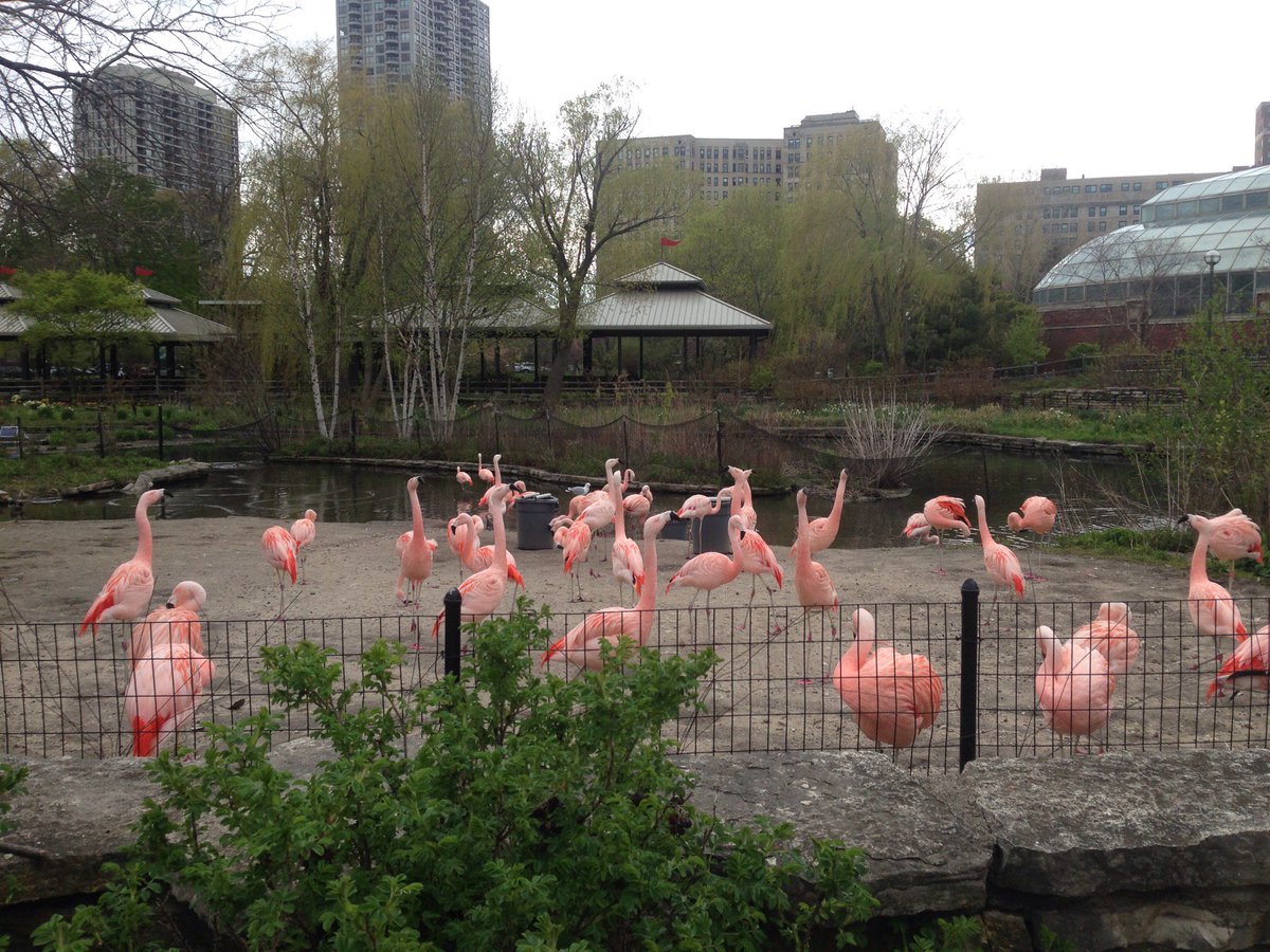martalotner's tweet photo. 💞 (at @LincolnParkZoo in Chicago, IL) https://t.co/YWTMoOwTPq https://t.co/cv6GwYXyxR