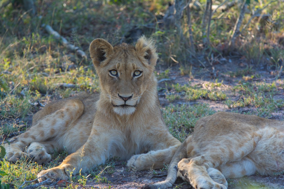 #Ulusaba #lioncubs 
frankdphotos.com/wildlife-photo…