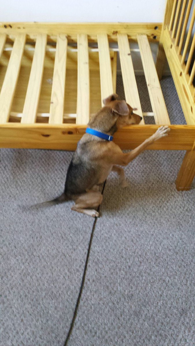 Johnbartellabc's tweet photo. It's bed bug season! A Sacramento company is using dogs to hunt the blood suckers down! #ABC10 https://t.co/QlBY7EjaQQ