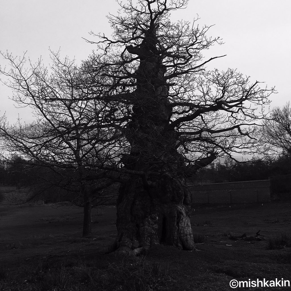 mishkakin's tweet photo. #knolepark #Sevenoaks #kent #2016 #photography @mishkakin #blackandwhite #bnw #witchingtree #blacknwhitephotograph https://t.co/z5vyMAqgXb
