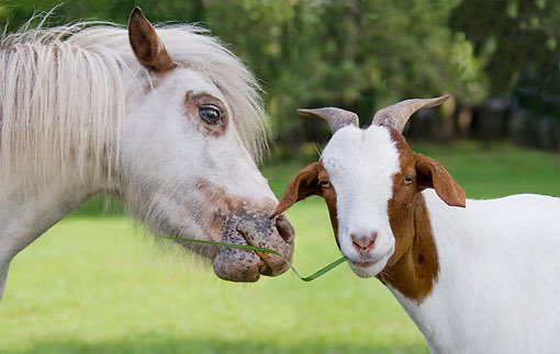 isaiahwallace_'s tweet photo. goats aren't afraid of horses https://t.co/tyvAYiAKeB