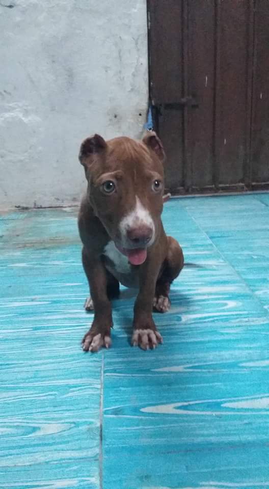 FindMyDogMid's tweet photo. Shasa se perdió ayer por el rumbo de la Miraflores $$SE OFRECE RECOMPENSA$$ Informes al número 9999509202 https://t.co/54kY0nLNmB