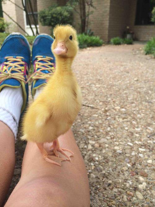 HashtagCuteness's tweet photo. twitter needs more ducklings https://t.co/3Zcf2sVccY