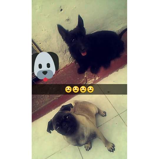 FindMyDogMid's tweet photo. Perritas perdidas en Jardines de Miraflores. Informes al 9991558026 o 9992567089 https://t.co/Iw7ZFl15WN