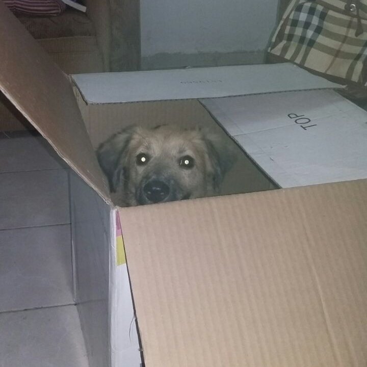 LluviMag's tweet photo. Te extraño, Dobby 🐶😭. https://t.co/e7rU6cHawk