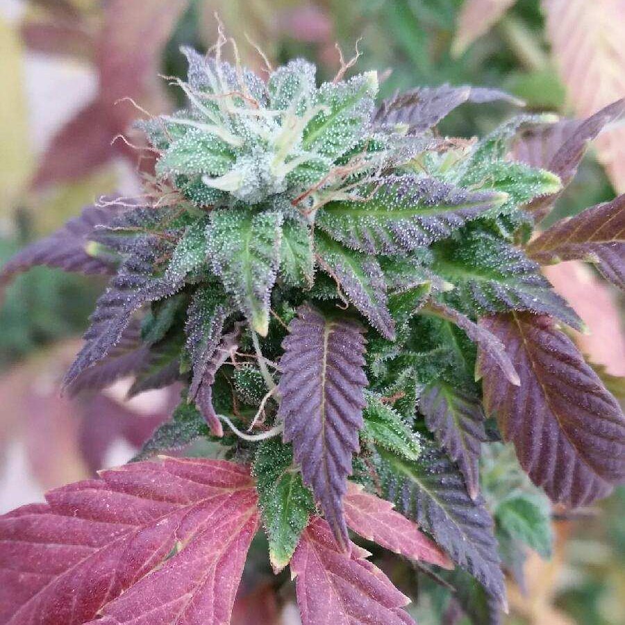 HempFieldsFarm's tweet image. Color, color everywhere!  (No filter required).

#cbd #cbdoil #hemp #sustainable #organicfarming #hempfieldsfarm