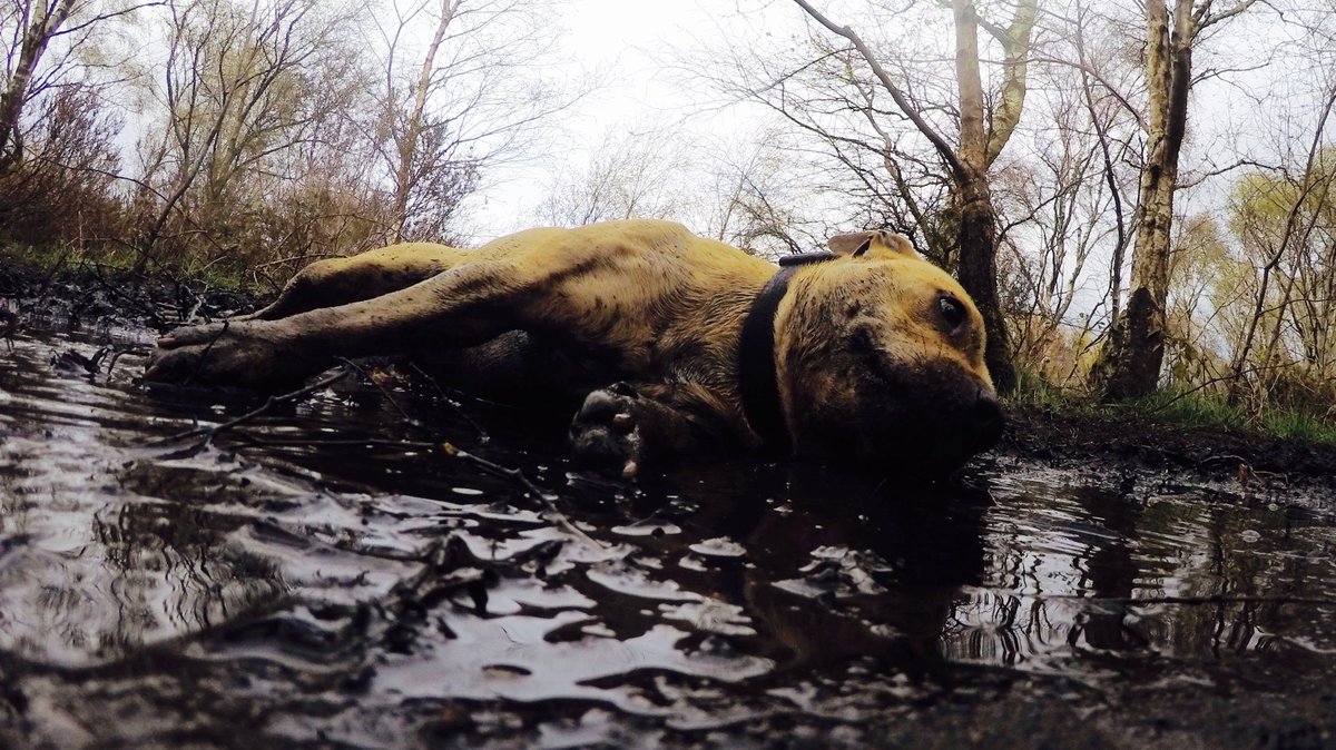 ValovinWil's tweet photo. Some mucky #Staffies from todays pack #run. #Dogs love mud. #Holmfirth Canine fitness, a #business that #runsdogs . https://t.co/3ncg0RTaaD