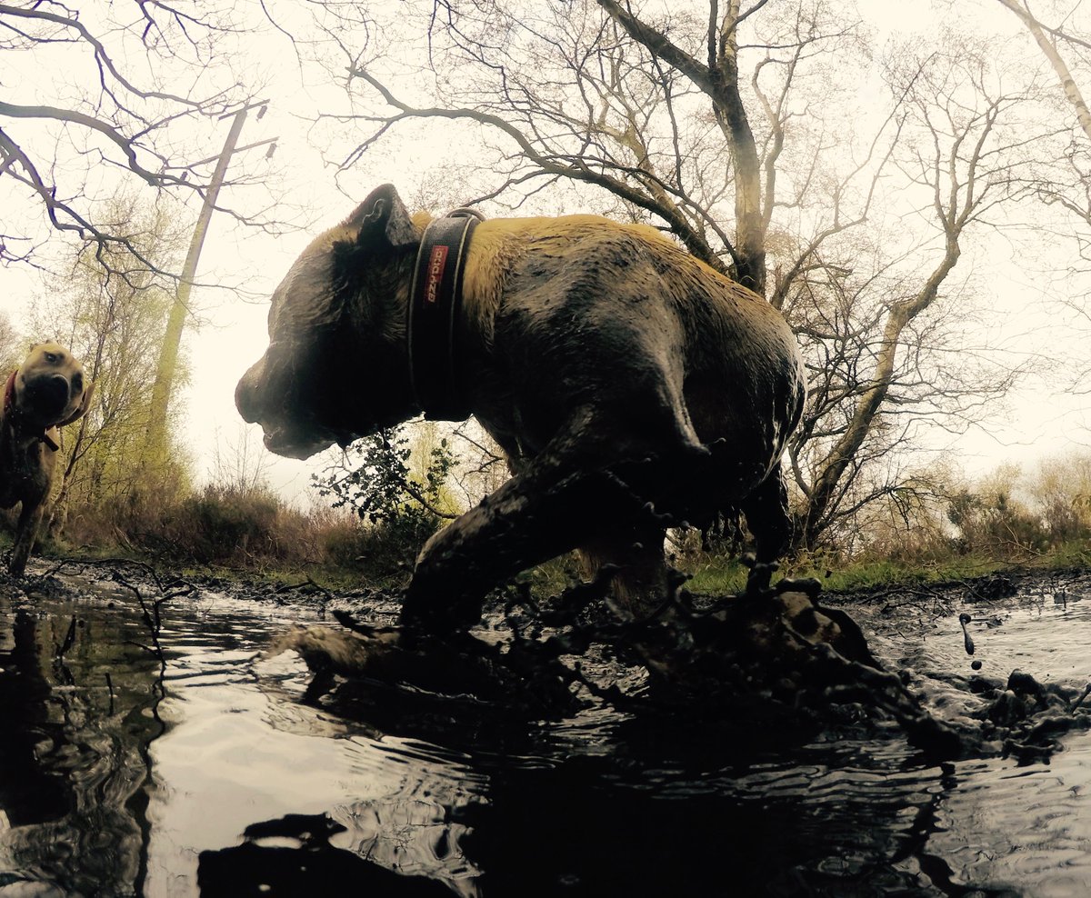 ValovinWil's tweet photo. Some mucky #Staffies from todays pack #run. #Dogs love mud. #Holmfirth Canine fitness, a #business that #runsdogs . https://t.co/3ncg0RTaaD