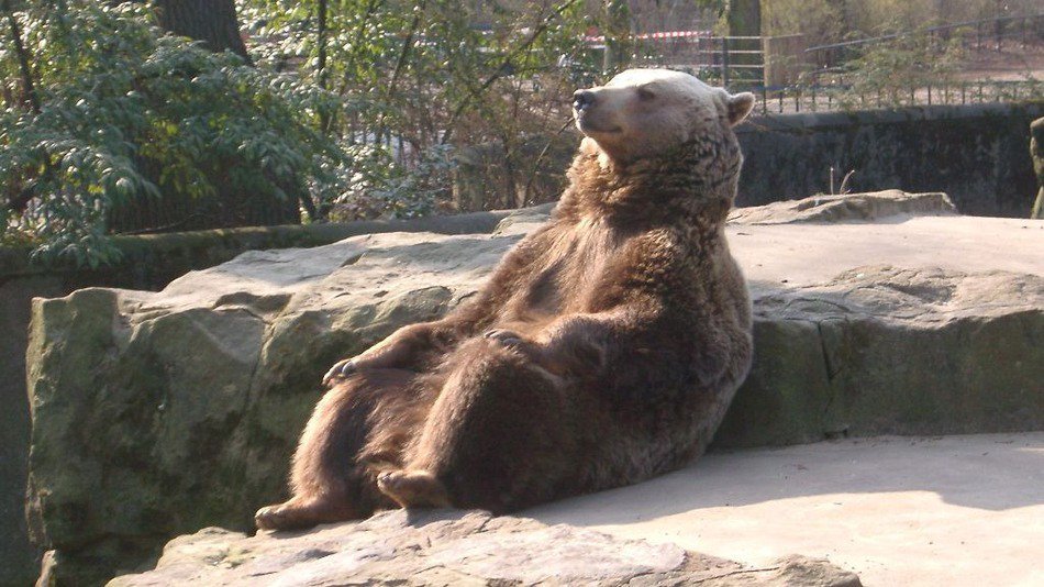 BrzozowP's tweet photo. Chill bear inspires photoshop battle that will give you zen https://t.co/y0rtzNR8I3 https://t.co/WRedenV52l