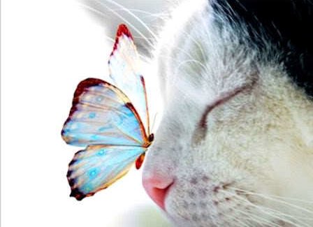 GualuCL's tweet photo. 🐾💙#ELITEFOLLOWBACK💙🐾@dilruba_lees @Sammi_Gemini @rosmarie1291 @VelvetSkye @Edie0326 @LiaUse @thylu11 @DilrubaLees https://t.co/83ly3NLLPG