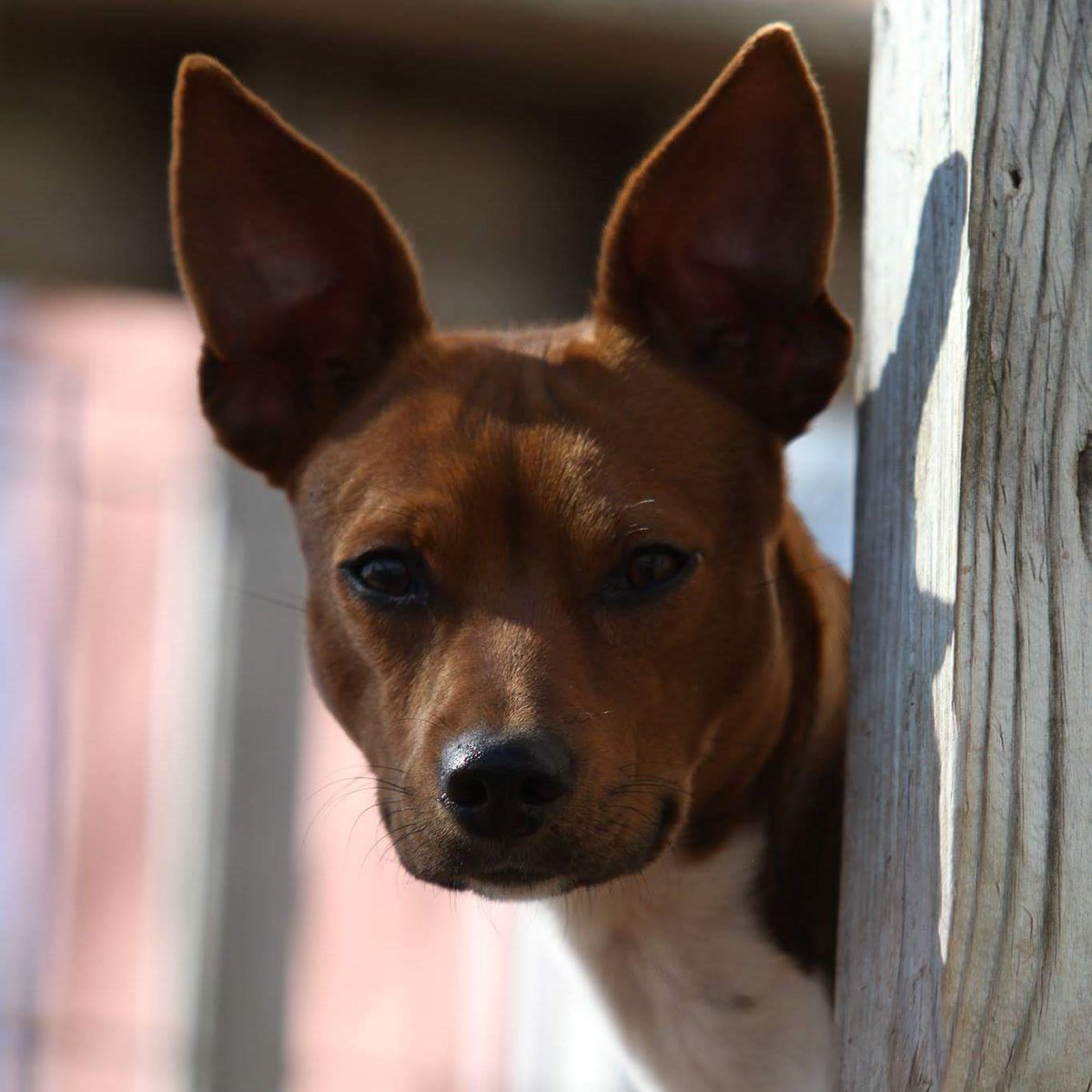river ridge rat terriers