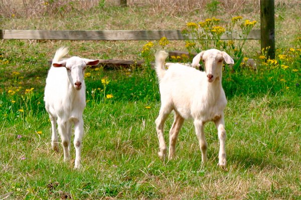 EverythingHomeD's tweet photo. Google rents goats to do its mowing. https://t.co/6rdCIOGoBZ