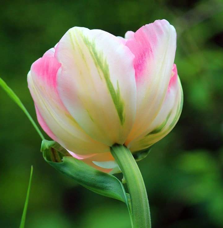 Tulip_festival's tweet photo. @Tulip_festival am @Tulip_festival "Tell me how to live without you " ! 🌿🍀🍁🍂🌵🌾🌼 https://t.co/n7b08NcjqR
