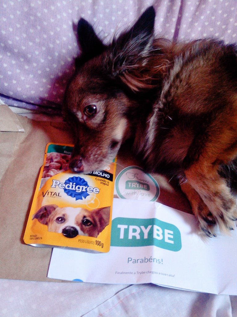 Danyaline's tweet photo. Chegouuu o Pedigree Vital Pro para meus filhos Mia e Pluto, 😊 @JoinTrybe #JoinTrybe #Pedigree #Brasil https://t.co/XCJr6SQj7d