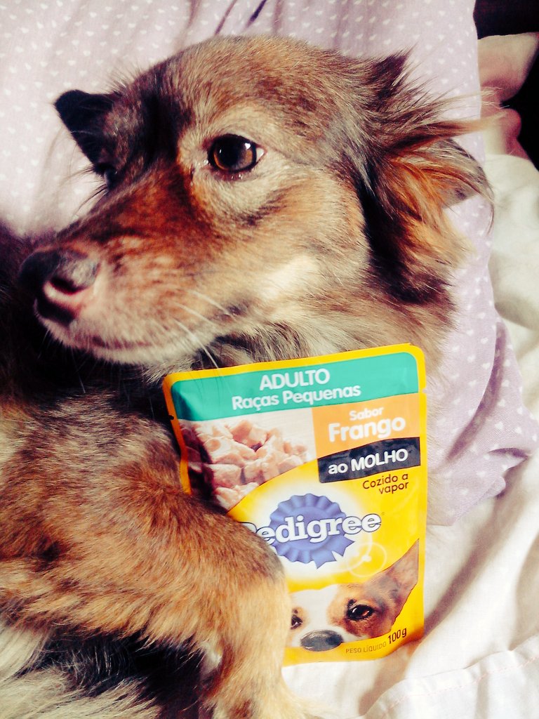 Danyaline's tweet photo. Chegouuu o Pedigree Vital Pro para meus filhos Mia e Pluto, 😊 @JoinTrybe #JoinTrybe #Pedigree #Brasil https://t.co/XCJr6SQj7d