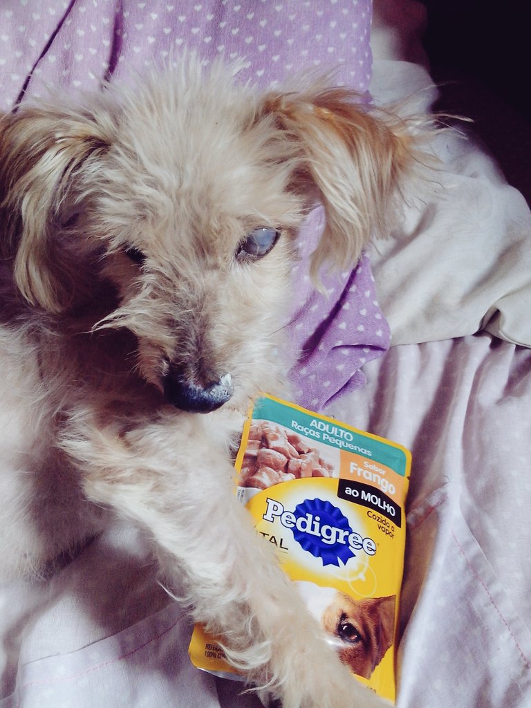 Danyaline's tweet photo. Chegouuu o Pedigree Vital Pro para meus filhos Mia e Pluto, 😊 @JoinTrybe #JoinTrybe #Pedigree #Brasil https://t.co/XCJr6SQj7d