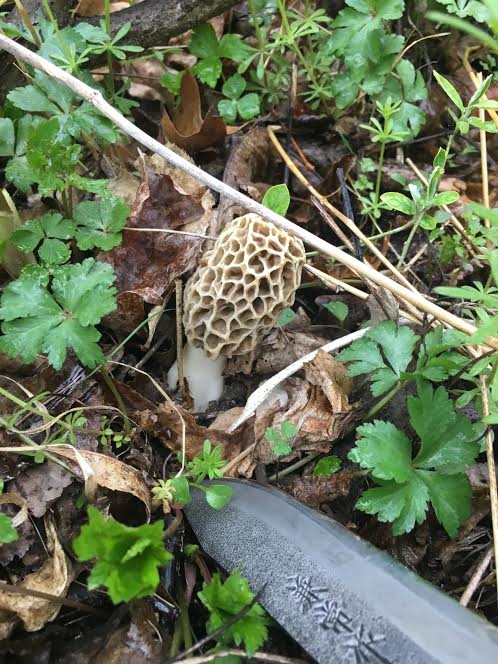 TC_FishandHunt's tweet photo. Why you should always keep your head down after an unsuccessful spring turkey hunt: #morels #disableyourlocation https://t.co/kq3dbkSugO