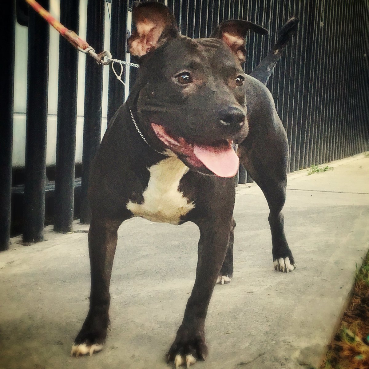 Pitbull en adopción! Hermosa, juguetona y super tierna! ❤️🐶❤️🐶