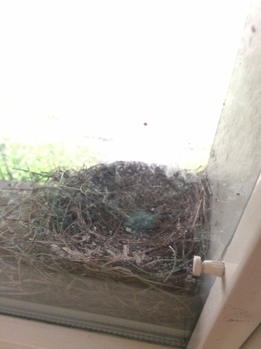 LAS_Inc_'s tweet photo. One of our SMs has a robin's nest outside her window! Watch our robin family grow every day #birdbybird #lasinc https://t.co/L4shdnXHWW