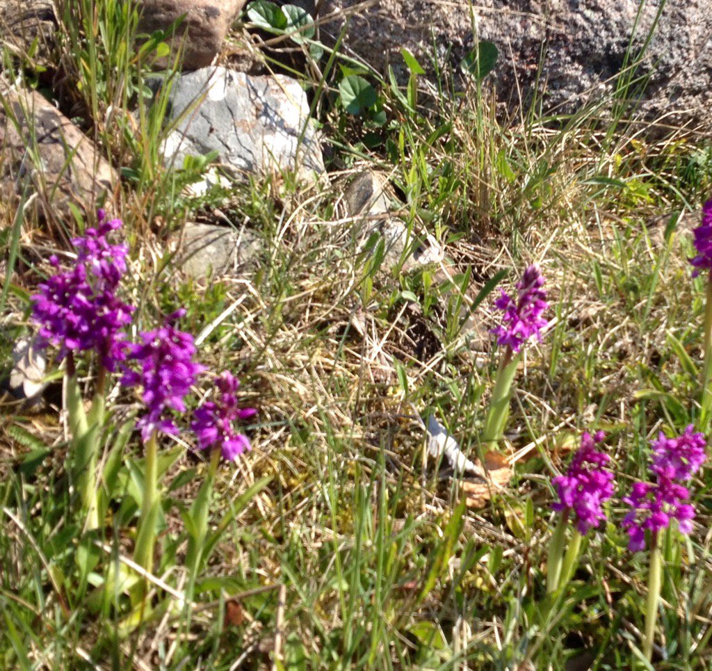 Hallolle's tweet image. Våra vänner orkidéerna har anlänt till Öland.