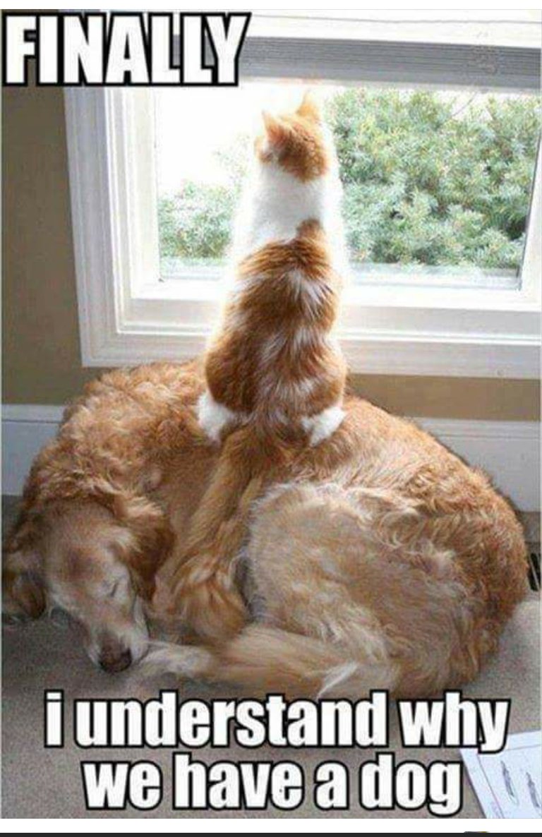 maecns1's tweet photo. Cats can find a use for everything! #metroanimalemergencyclinic https://t.co/DoySeCaM6B