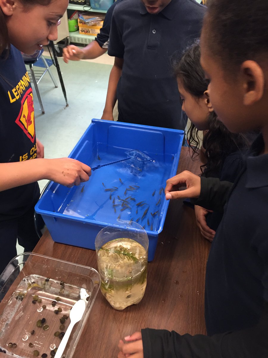 Mrs. Esposito's class studying the ecosystem. #LMSdoesscience