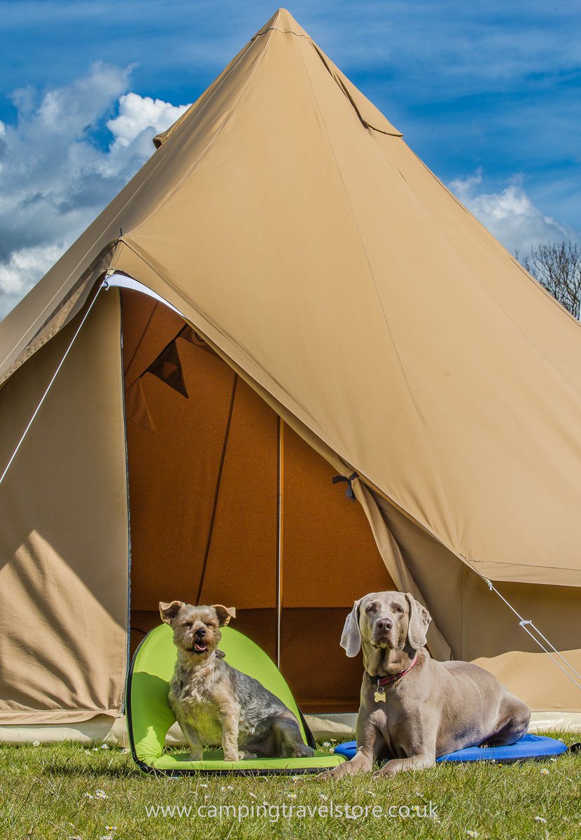 CampTravelStore's tweet photo. Glamping with Bella &amp; Fifi   #weimaraner #yorkshireterrier #glamping #family #camping @ToilesCabanon https://t.co/rGh3Xs3IR6