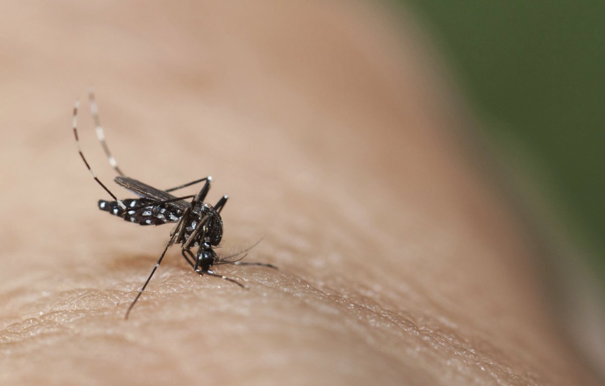 HarvardHealth's tweet photo. 4 ways to protect your family from #mosquitoes this summer: https://t.co/fqq4IyyoMr #Zika https://t.co/MJHZj3Rlpv