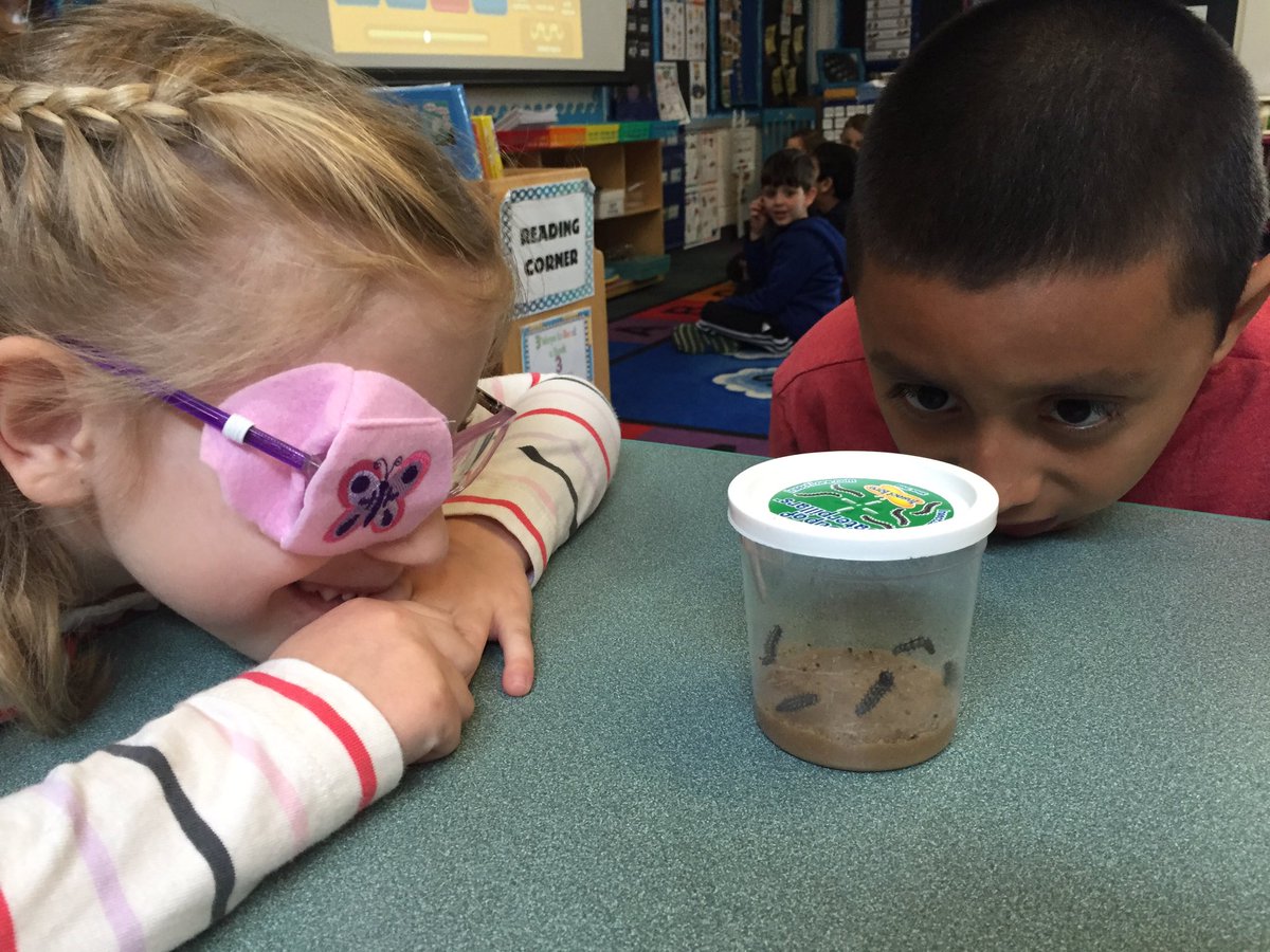 ScovillSmarties's tweet image. They have arrived! 🐛#butterflyinvestigation #miniscientists @CatenaColts