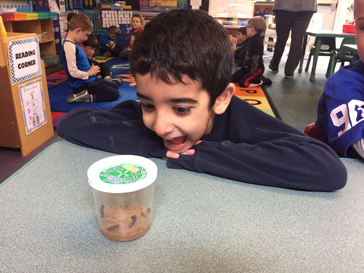 ScovillSmarties's tweet image. They have arrived! 🐛#butterflyinvestigation #miniscientists @CatenaColts